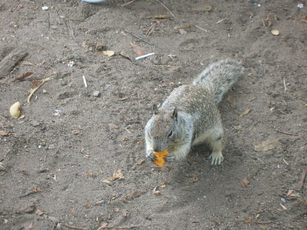 the squirrel that we got to pet